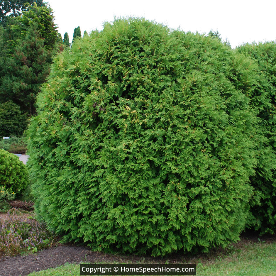 SH Word Flashcard Perfect for Speech Therapy Practice