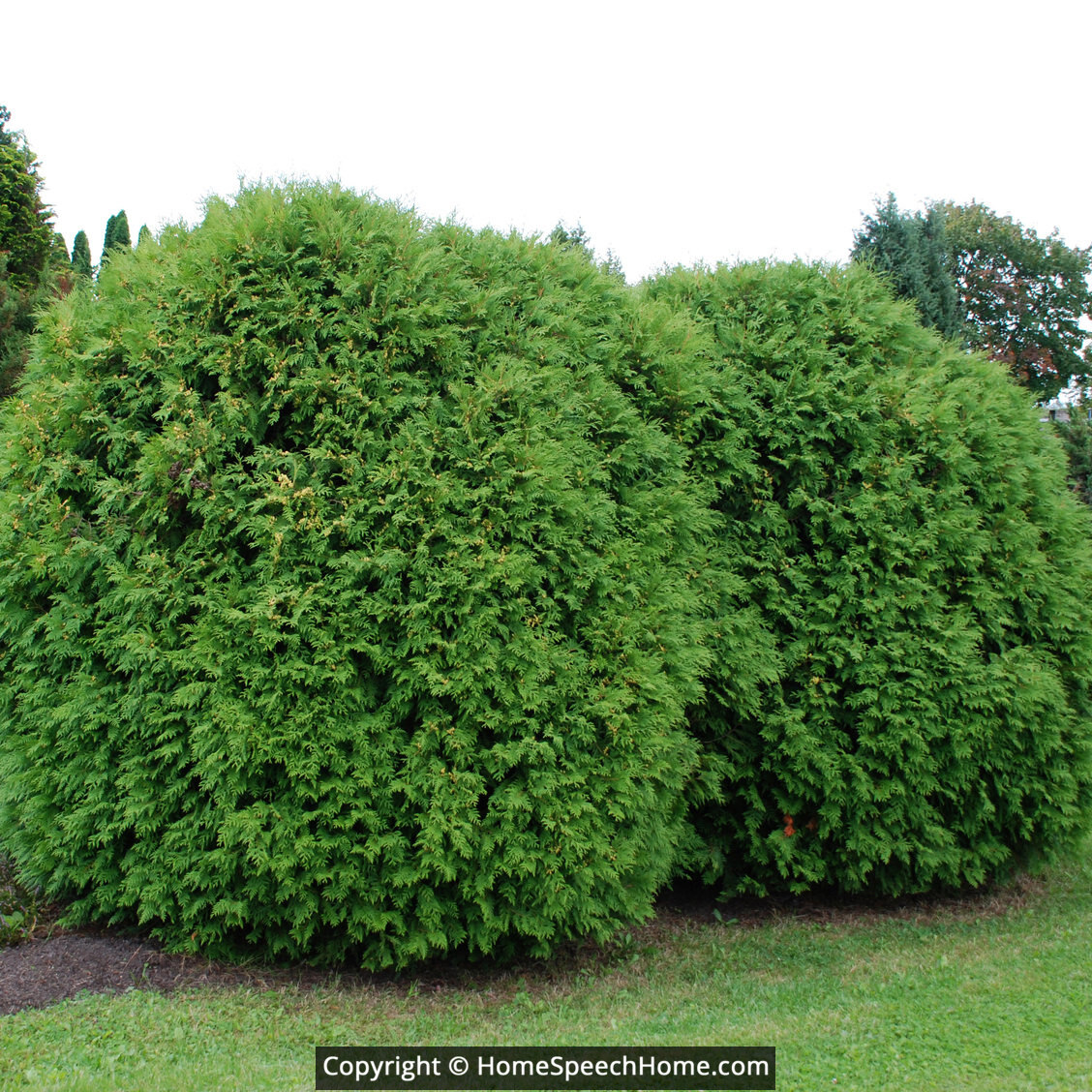 SH Word Flashcard Perfect for Speech Therapy Practice