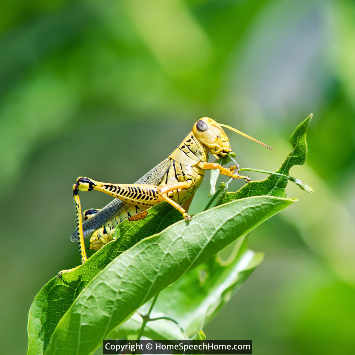 5 letter words from grasshopper