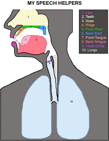 Speech Helpers An Introduction To Your Mouth