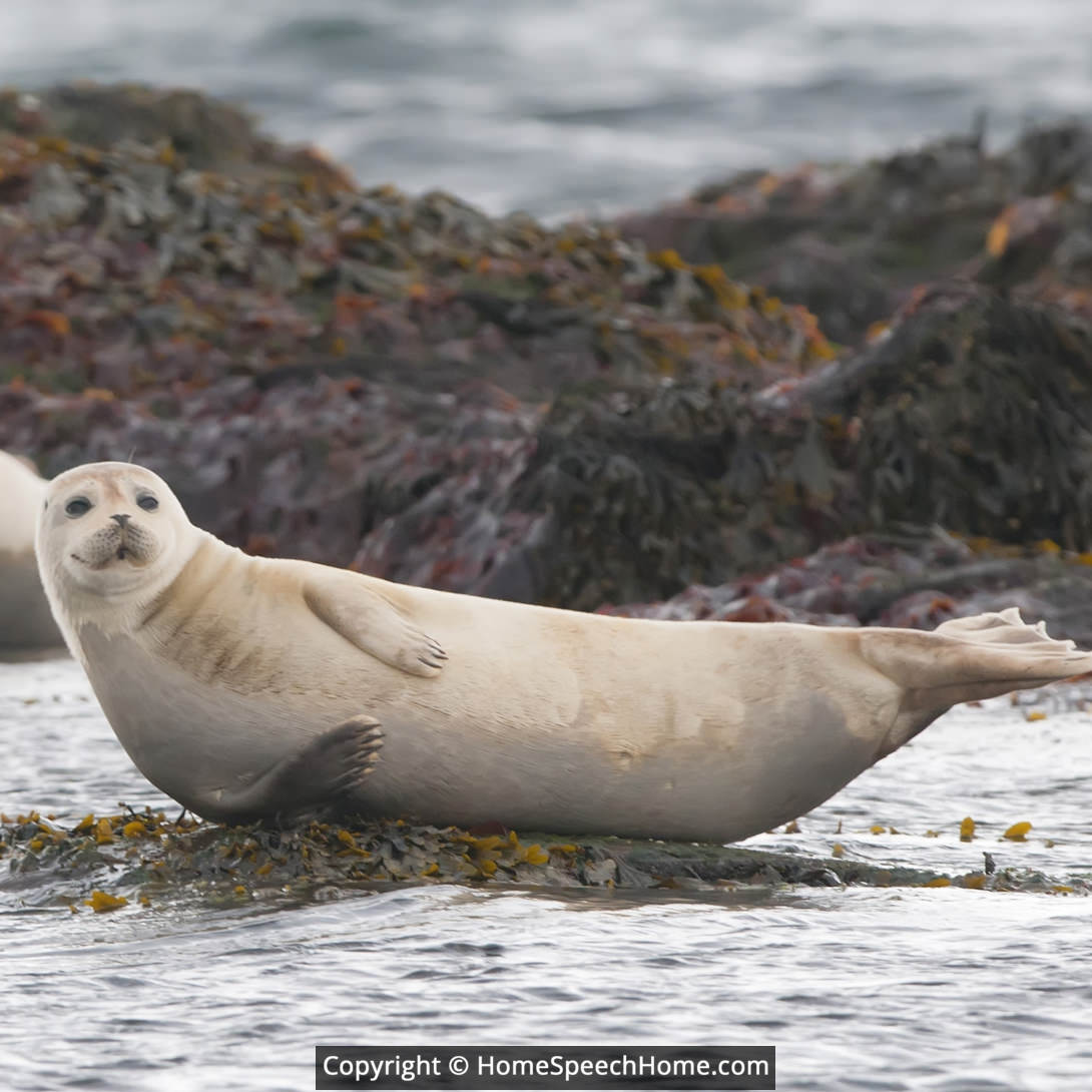S Word Flashcard Perfect for Speech Therapy Practice