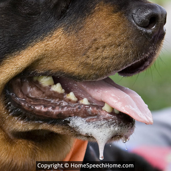 L Word Flashcard Perfect for Speech Therapy Practice