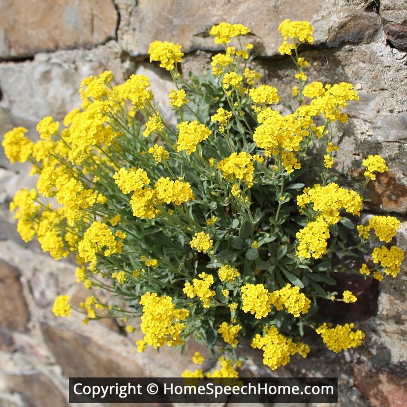 L Word Flashcard Perfect for Speech Therapy Practice